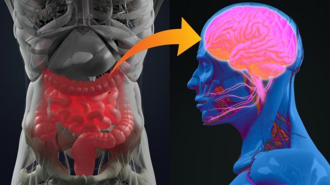 New research suggests connection between gut-brain bacteria and autism