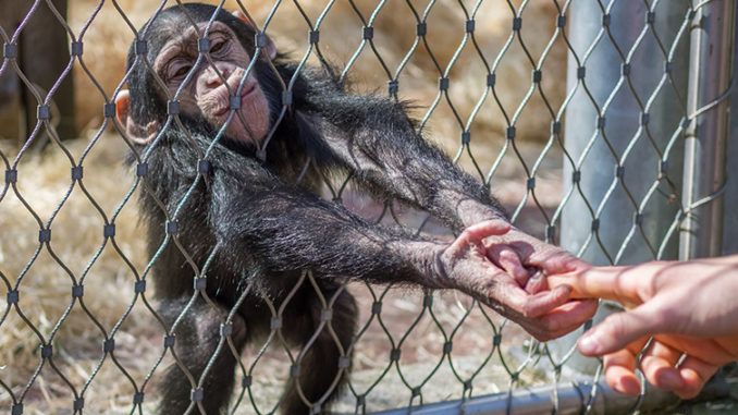 A leading primate scientist has claimed chimpanzee meat is being sold on market stalls in cities in the UK and across Europe after being smuggled from Africa.