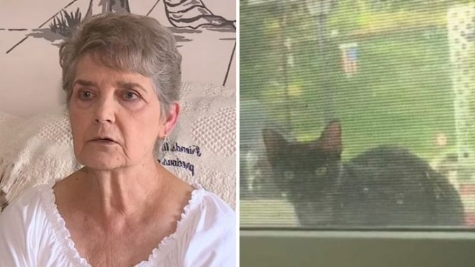 WTF??? 79-Year-Old Woman Sentenced To Jail For Feeding Stray Cats Nancy-segula-jail-678x381