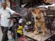 China increases its dog meat consumption amid pork shortage