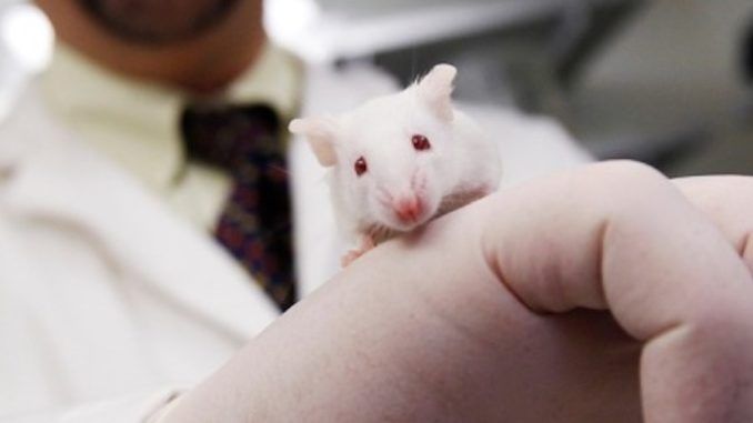 The National Institutes of Health (NIH) purchased human organs from aborted fetuses from a California-based company to create “humanized mice” for research purposes, according to Judicial Watch.