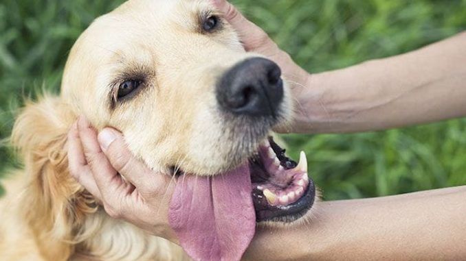 Being kind to dogs is racist, leftists university professor claims