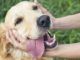 Being kind to dogs is racist, leftists university professor claims