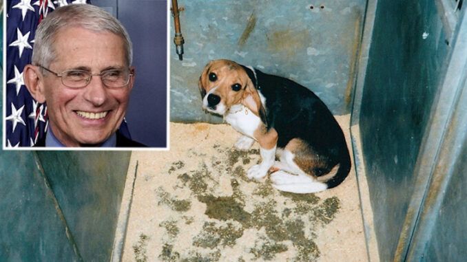 New Fauci dog experiments resulted in 10 dead beagles