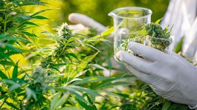 Cannabis found to prevent Covid, new study suggests