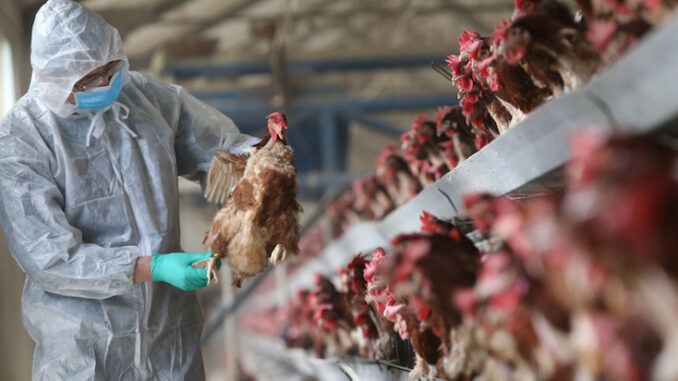 Gates and Fauci caught funding bird flu experiments