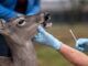 deer being tested for covid