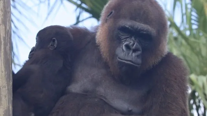 Fully jabbed gorilla dies unexpectedly