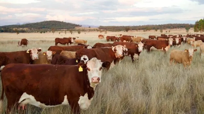 Mass Cattle Deaths Are an ‘Inside Job’ Designed To Cause Food Shortages in America, Experts Warn