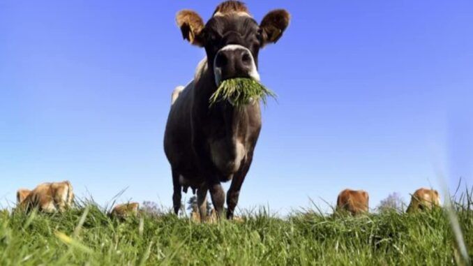 New Zealand cow