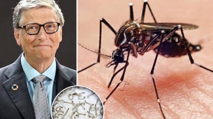 Monate nachdem Bill Gates Millionen von Moskitos in die freie Wildbahn entlassen hat, werden diese positiv auf seltene, tödliche Viren getestet