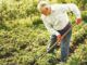 Scientists warn soil is causing sudden heart disease outbreak