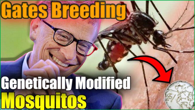 Bill Gates is now breeding 30 million mosquitos per week in a factory in Colombia and he is threatening to "scale and deliver" the mosquitos, which are infected with an infertility bacteria, to "communities around the world."