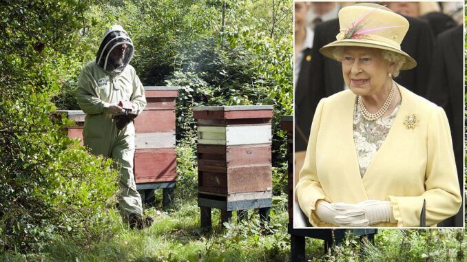 The Queen's bees