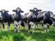 18 percent of cattle who receive mRNA jab drop dead