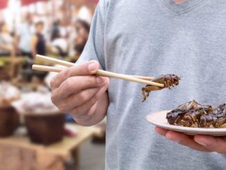 eating insects