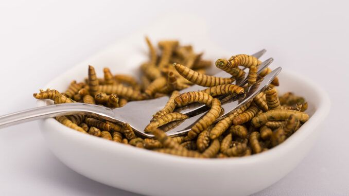 insects for human food