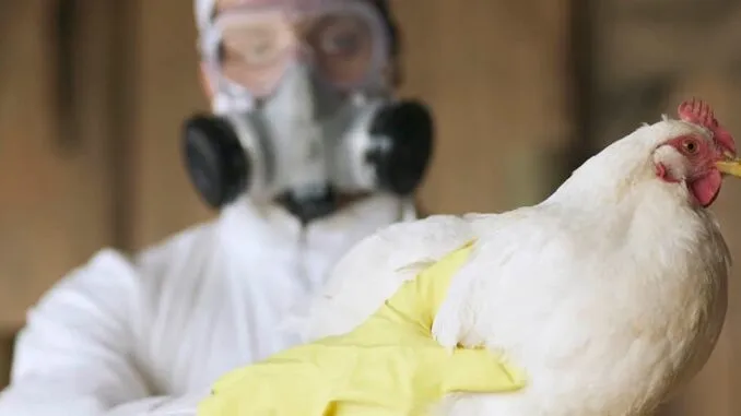 WHO warns billions will die in upcoming bird flu outbreak