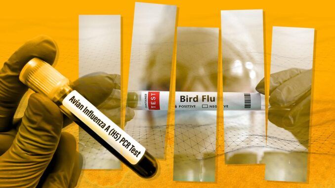 ghuman bird flu