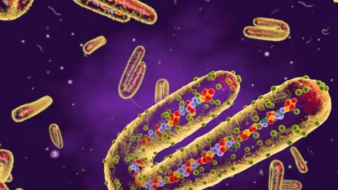 CDC warns Marburg virus poses new pandemic risk